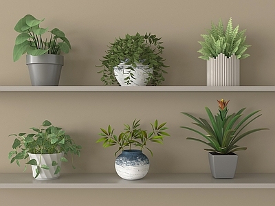 盆栽 家居绿植 现代盆栽盆景