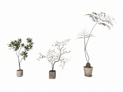 植物组合 盆栽组合 禅意植物 蕨类植物