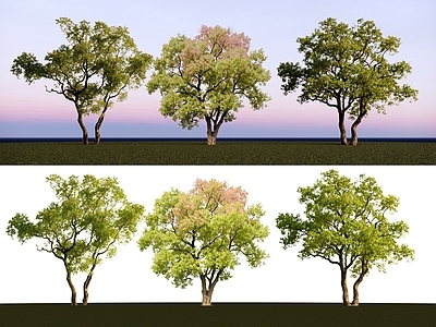 乔木 2D精品乔木 乌桕树 景观乌桕树 点景乔木 孤植乌桕树
