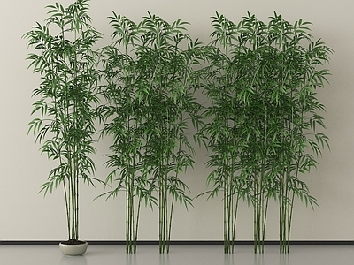 竹子 现代竹子 景观竹子