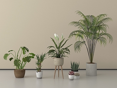 盆栽 盆栽 盆景 现代盆栽 植物盆栽 绿植