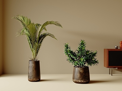 盆栽 多肉 迎客松 户外绿植 盆栽组合