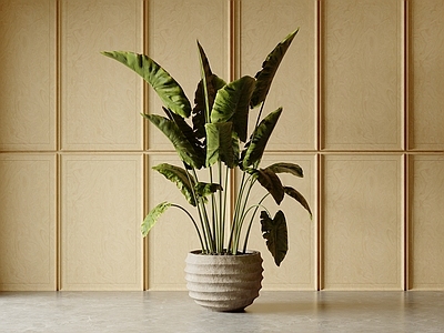 盆栽 迎客松 松树 仙人掌 多肉