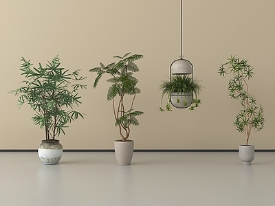 盆栽 盆栽 盆景 现代盆栽 植物盆栽 绿植