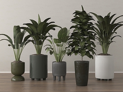 盆栽 绿植组合 现代盆栽