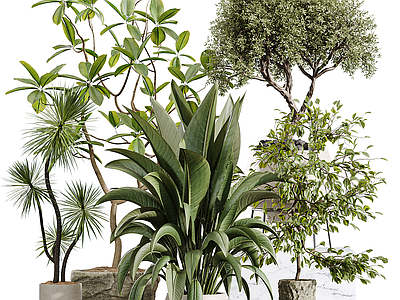 盆栽 现代花卉 绿植摆件 盆栽盆景 仙人掌 天堂鸟