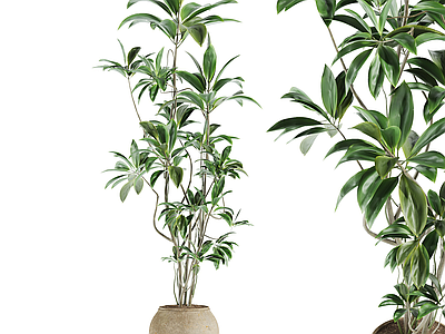 盆栽 现代盆栽盆景 绿植摆件 盆栽摆件 天堂鸟