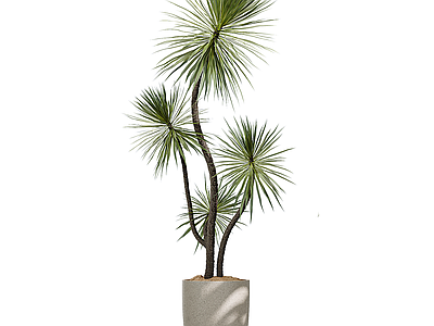 盆栽 现代盆栽摆件 盆栽盆景 绿植摆件 罗汉松