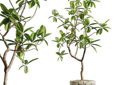 盆栽 盆栽盆景 绿植摆件 盆栽摆件 花卉绿植 植物