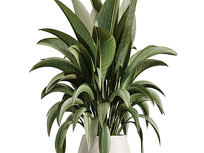 盆栽 花卉绿植 盆栽盆景 绿植摆件 盆栽摆件