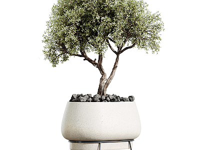 盆栽 现代盆栽盆景 绿植摆件 盆栽摆件 植物