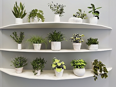 盆栽 室内绿植盆栽 绿萝 多肉 吊钟 迎客松