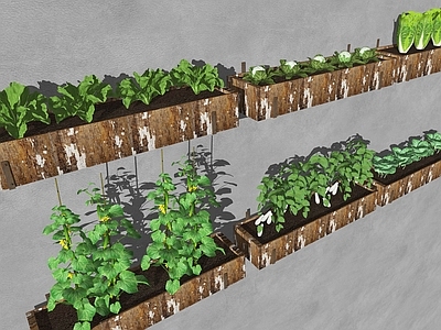 水果蔬菜 蔬菜 瓜果蔬菜园 菜园农田菜地