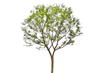 乔木 2D朴树 树 庭院树 常用乔木 配景前景树