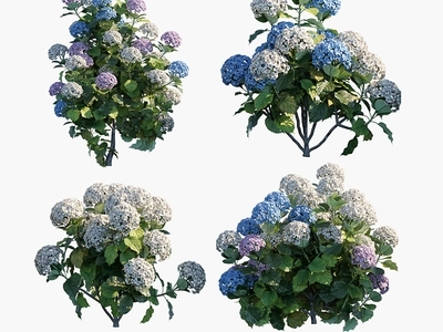 现代绣球花