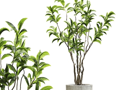 盆栽 现代盆栽 盆栽盆景 绿植摆件 植物 景观绿植