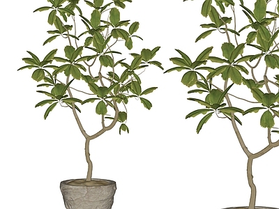 盆栽 盆栽盆景 绿植摆件 现代盆栽 盆景