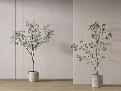 盆栽 现代绿植盆栽 中古风绿植盆栽 落地植物 禅意盆栽 室內植物