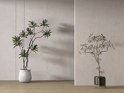 盆栽 现代绿植盆栽 中古风绿植盆栽 落地植物 禅意盆栽 室內植物