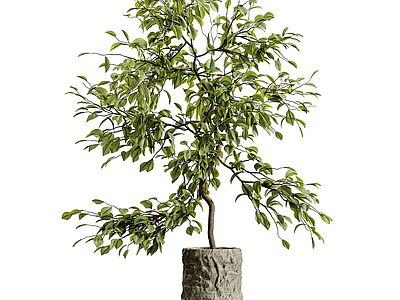 盆栽 现代盆栽 盆栽盆景 绿植摆件 植物