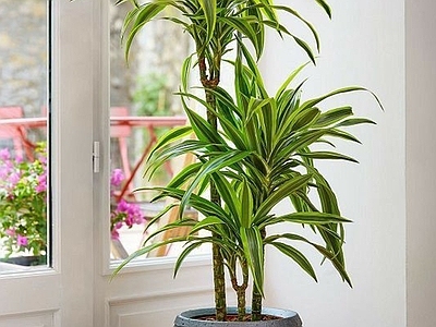 盆栽 现代绿植盆栽 绿植盆栽