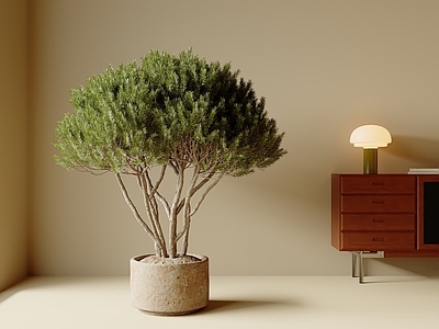 盆栽 罗汉松 多肉 现代