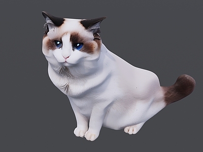 家禽动物 可爱的蓝色眼睛猫
