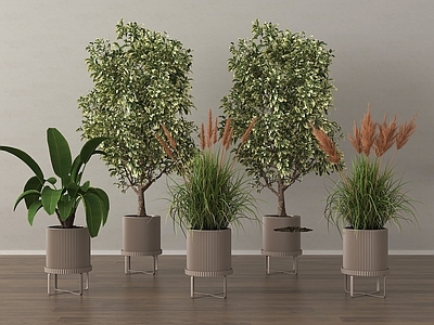 盆栽 盆景 绿植组合 现代盆栽