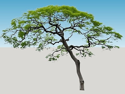 乔木 枫树 羽毛枫 红枫 点景树 2D树