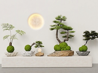 盆栽 日式枯山水微景观 微型盆景 苔玉球盆景 松树苔玉盆景 禅意茶室摆件