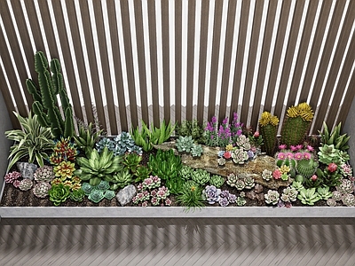 花草 多肉 多肉造景 多肉植物 多肉小品 多肉组合