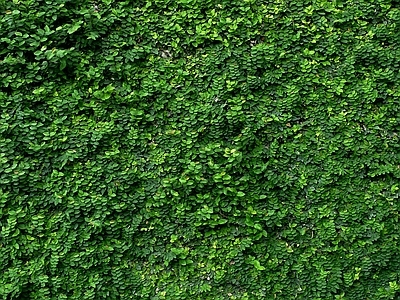 现代绿植墙 景观绿植墙