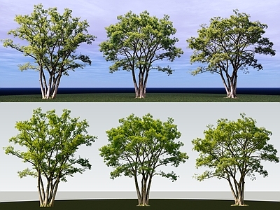 乔木 2D精品丛生朴树 丛生朴树 丛生乔木 丛生园林乔木 丛生景观树