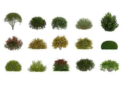 灌木 球型灌木 植物 绿植 景观植物 植被