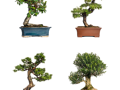 新中式中式其它HDR 免扣植物 植物盆景盆栽