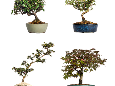 新中式中式其它HDR 免扣植物 植物盆景盆栽