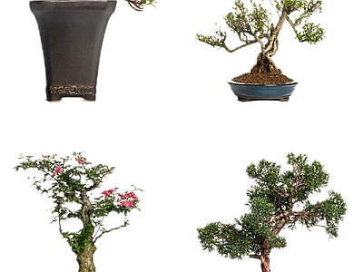 新中式中式其它HDR 免扣植物 植物盆景盆栽