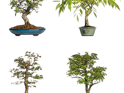 新中式中式其它HDR 免扣植物 植物盆景盆栽