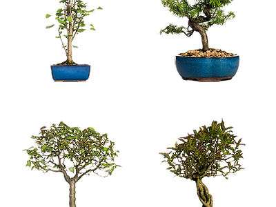 新中式中式其它HDR 免扣植物 植物盆景盆栽