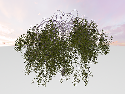 乔木 龙爪槐绿植乔木