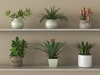 盆栽 盆栽 盆景 现代盆栽 绿植