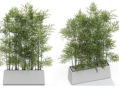 盆栽 竹子 盆栽 坛 芦苇 迎客松