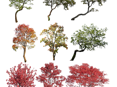 现代其它HDR 免扣植物 植物树木乔木