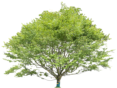 现代其它HDR 免扣植物 树木乔木