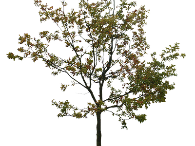 现代其它HDR 免扣植物 树木乔木