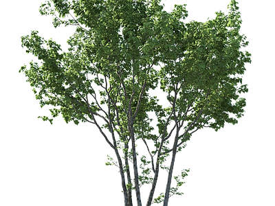 现代其它HDR 免扣植物 植物树木乔木