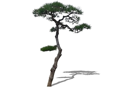 乔木 2D造型松 高杆黑松造型树 弯杆松树迎客松 中式庭院树主景树