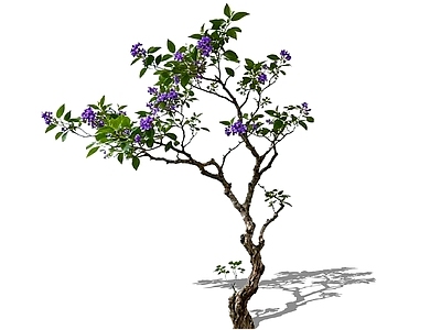 乔木 2D假连翘 造型小乔木 中式庭院树开花树 景观树
