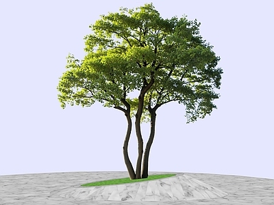乔木 2d丛生冬青 丛生乌桕 丛生香樟 丛生朴树