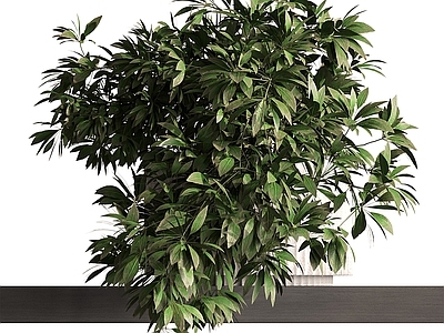盆栽 花瓶花卉